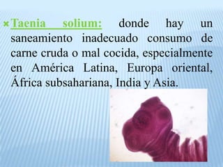  Taenia
solium: donde hay un
saneamiento inadecuado consumo de
carne cruda o mal cocida, especialmente
en América Latina, Europa oriental,
África subsahariana, India y Asia.