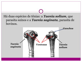 Há duas espécies de tênias: a Taenia solium, que
parasita suínos e a Taenia saginata, parasita de
bovinos.
Taenia
saginata
Taenia
solium
Ventosas
Ganchos
 