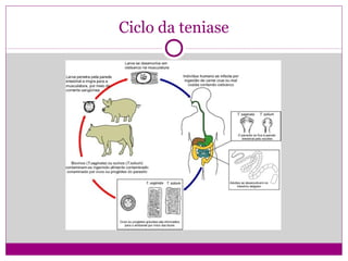 Ciclo da teniase
 
