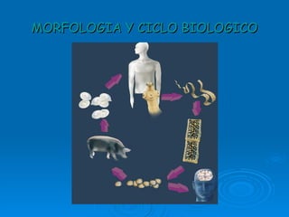 MORFOLOGIA Y CICLO BIOLOGICO 