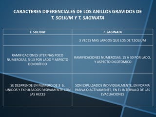 T. SOLIUM T. SAGINATA
3 VECES MAS LARGOS QUE LOS DE T.SOLIUM
RAMIFICACIONES UTERINAS POCO
NUMEROSAS, 5-13 POR LADO Y ASPECTO
DENDRÍTICO
RAMIFICACIONES NUMEROSAS, 15 A 30 POR LADO,
Y ASPECTO DICOTÓMICO
SE DESPRENDE EN NUMERO DE 3 6,
UNIDOS Y EXPULSADOS PASIVAMENTE CON
LAS HECES
SON EXPULSADOS INDIVIDUALMENTE, EN FORMA
PASIVA O ACTIVAMENTE, EN EL INTERVALO DE LAS
EVACUACIONES
CARACTERES DIFERENCIALES DE LOS ANILLOS GRAVIDOS DE
T. SOLIUM Y T. SAGINATA
 