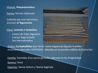 Phylum: Platyhelminthes
Forma: Vermes Aplanado
Cubierto por una estructura
sincicial, el Tegumento
Clase: Cestoda o Cestoidea
- Carece de Tubo Digestivo
- Cuerpo Segmentado
- Son Hermafroditas
Orden: Cyclophyllidea (por tener como órgano de fijación 4 anillos
musculares llamadas VENTOSAS, ubicadas en la porción cefálica del paracito)
Familia: Taeniidae (Con poros genitales alternos en los Proglotides)
Genero: Tenia
Especies: Taenia Solium y Taenia Saginata
 