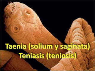 PARASITOLOGÍA MÉDICA
TENIASIS (TENIOSIS)
Dr. Esteban Rodríguez Solís
Taenia (solium y saginata)
Teniasis (teniosis)
 