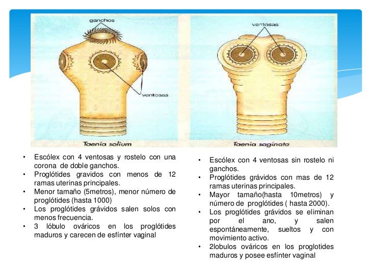 Teniasis Por Taenia Solium Y Taenia Saginata
