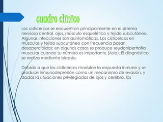 cuadro clínico
Los cisticercos se encuentran principalmente en el sistema
nervioso central, ojos, músculo esquelético y tejido subcutáneo.
Algunas infecciones son asintomáticas. Los cisticercos en
músculos y tejido subcutáneo con frecuencia pasan
desapercibidos; en algunos casos se produce seudohipertrofia
muscular cuando su número es importante (Asia). El diagnóstico
se realiza mediante biopsia.
Debido a que los cisticercos modulan la respuesta inmune y se
produce inmunodepresión como un mecanismo de evasión, y
dadas la situaciones privilegiadas de ojos y cerebro, los
 