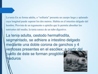 La tenia En su forma adulta, o “solitaria” presenta un cuerpo largo y aplanado
cuya longitud puede superar los dos metros. Habita en el intestino delgado del
hombre. Provista de un tegumento o epitelio que le permite absorber los
nutrientes del medio, la tenia carece de un tubo digestivo.
La tenia adulta, cestodo hermafrodita,
segmentado, se adhiere a intestino delgado
mediante una doble corona de ganchos y 4
ventosas presentes en el escólex; a partir del
cuello de éste se forman proglótidos inmaduros,
maduros
 