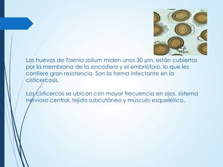 Los huevos de Taenia solium miden unos 30 µm, están cubiertos
por la membrana de la oncosfera y el embrióforo, lo que les
confiere gran resistencia. Son la forma infectante en la
cisticercosis.
Los cisticercos se ubican con mayor frecuencia en ojos, sistema
nervioso central, tejido subcutáneo y músculo esquelético.
 