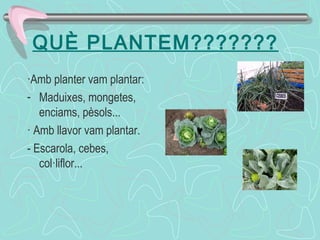 QUÈ PLANTEM???????
·Amb planter vam plantar:
- Maduixes, mongetes,
enciams, pèsols...
· Amb llavor vam plantar.
- Escarola, cebes,
col·liflor...
 
