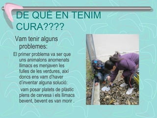 DE QUÈ EN TENIM
CURA????
Vam tenir alguns
problemes:
El primer problema va ser que
uns animalons anomenats
llimacs es menjaven les
fulles de les verdures, així
doncs ens vam d’haver
d’inventar alguna solució:
vam posar platets de plàstic
plens de cervesa i els llimacs
bevent, bevent es van morir .
 