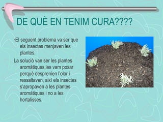 DE QUÈ EN TENIM CURA????
·El seguent problema va ser que
els insectes menjaven les
plantes.
La solució van ser les plantes
aromàtiques,les vam posar
perquè desprenien l’olor i
ressaltaven, així els insectes
s’apropaven a les plantes
aromàtiques i no a les
hortalisses.
 