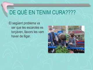 DE QUÈ EN TENIM CURA????
·El següent problema va
ser que les escaroles es
torçàven, llavors les vam
haver de lligar.
 