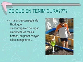 DE QUE EN TENIM CURA????
· Hi ha uns encarregats de
l’hort, que
s’encarregaven de regar,
d’arrencar les males
herbes, de posar canyes
a les mongeteres...
 