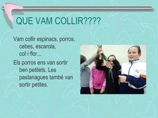 QUE VAM COLLIR????
Vam collir espinacs, porros,
cebes, escarola,
col·i·flor...
Els porros ens van sortir
ben petitets. Les
pastanagues també van
sortir petites.
 
