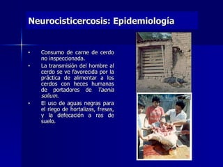 Neurocisticercosis: Epidemiología


•   Consumo de carne de cerdo
    no inspeccionada.
•   La transmisión del hombre al
    cerdo se ve favorecida por la
    práctica de alimentar a los
    cerdos con heces humanas
    de portadores de Taenia
    solium.
•   El uso de aguas negras para
    el riego de hortalizas, fresas,
    y la defecación a ras de
    suelo.
 