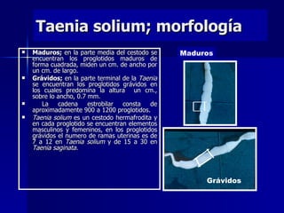 Taenia solium; morfología
   Maduros; en la parte media del cestodo se     Maduros
    encuentran los proglotidos maduros de
    forma cuadrada, miden un cm. de ancho por
    un cm. de largo.
   Grávidos; en la parte terminal de la Taenia
    se encuentran los proglotidos grávidos en
    los cuales predomina la altura un cm.,
    sobre lo ancho, 0.7 mm.
      La    cadena     estrobilar consta   de
    aproximadamente 900 a 1200 proglotidos.
   Taenia solium es un cestodo hermafrodita y
    en cada proglotido se encuentran elementos
    masculinos y femeninos, en los proglotidos
    grávidos el numero de ramas uterinas es de
    7 a 12 en Taenia solium y de 15 a 30 en
    Taenia saginata.




                                                       Grávidos
 