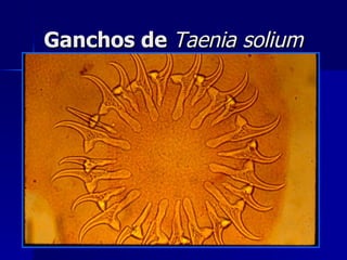 Ganchos de Taenia solium
 