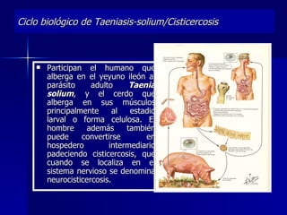 Ciclo biológico de Taeniasis-solium/Cisticercosis



       Participan el humano que
        alberga en el yeyuno ileón al
        parásito     adulto     Taenia
        solium, y el cerdo que
        alberga en sus músculos
        principalmente      al  estadio
        larval o forma celulosa. El
        hombre     además      también
        puede     convertirse       en
        hospedero         intermediario
        padeciendo cisticercosis, que
        cuando se localiza en el
        sistema nervioso se denomina
        neurocisticercosis.
 