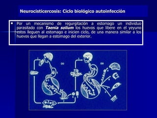 Neurocisticercosis: Ciclo biológico autoinfección

   Por un mecanismo de regurgitación a estomago un individuo
    parasitado con Taenia solium los huevos que libere en el yeyuno
    estos lleguen al estomago e inicien ciclo, de una manera similar a los
    huevos que llegan a estomago del exterior.
 