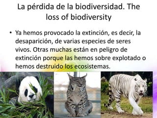 La pérdida de la biodiversidad. The
loss of biodiversity
• Ya hemos provocado la extinción, es decir, la
desaparición, de varias especies de seres
vivos. Otras muchas están en peligro de
extinción porque las hemos sobre explotado o
hemos destruido los ecosistemas.

 