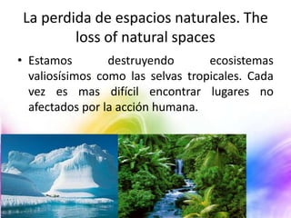 La perdida de espacios naturales. The
loss of natural spaces
• Estamos
destruyendo
ecosistemas
valiosísimos como las selvas tropicales. Cada
vez es mas difícil encontrar lugares no
afectados por la acción humana.

 