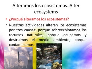 Alteramos los ecosistemas. Alter
ecosystems
• ¿Porqué alteramos los ecosistemas?
• Nuestras actividades alteran los ecosistemas
por tres causas: porque sobreexplotamos los
recursos naturales, porque ocupamos y
destruimos el medio ambiente, porque
contaminamos.

 
