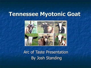 Tennessee Myotonic Goat   Arc of Taste Presentation  By Josh Standing 
