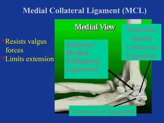 Medial Collateral Ligament (MCL) 
Anterior 
Medial 
Collateral 
Ligament 
Posterior 
Medial 
Collateral 
Ligament 
Resists valgus 
forces 
Limits extension 
Transverse ligament 
 