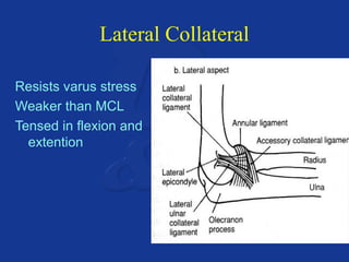 Lateral Collateral 
Resists varus stress 
Weaker than MCL 
Tensed in flexion and 
extention 
 
