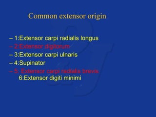 Common extensor origin 
– 1:Extensor carpi radialis longus 
– 2:Extensor digitorum 
– 3:Extensor carpi ulnaris 
– 4:Supinator 
– 5: Extensor carpi radialis brevis 
6:Extensor digiti minimi 
 