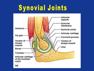 (Diarthrosis)- freely moveable 
 