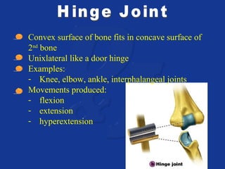 • Convex surface of bone fits in concave surface of 
2nd bone 
• Unixlateral like a door hinge 
• Examples: 
- Knee, elbow, ankle, interphalangeal joints 
• Movements produced: 
- flexion 
- extension 
- hyperextension 
 