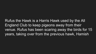 Rufus the Hawk is a Harris Hawk used by the All
England Club to keep pigeons away from their
venue. Rufus has been scaring away the birds for 15
years, taking over from the previous hawk, Hamish
 