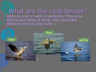 What are the verb tenses?
Verbs do a lot of work in sentences. They show
actions and states of being. They even take
different forms to show time.
flies
flew will fly
 
