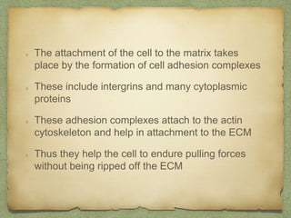 The attachment of the cell to the matrix takes
place by the formation of cell adhesion complexes
These include intergrins and many cytoplasmic
proteins
These adhesion complexes attach to the actin
cytoskeleton and help in attachment to the ECM
Thus they help the cell to endure pulling forces
without being ripped off the ECM
 
