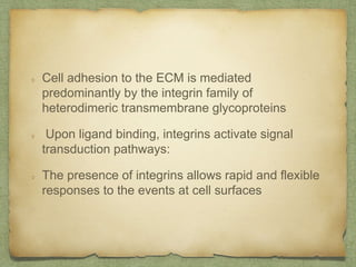 Cell adhesion to the ECM is mediated
predominantly by the integrin family of
heterodimeric transmembrane glycoproteins
Upon ligand binding, integrins activate signal
transduction pathways:
The presence of integrins allows rapid and flexible
responses to the events at cell surfaces
 