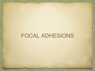 FOCAL ADHESIONS
 