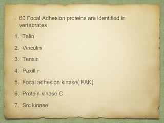 60 Focal Adhesion proteins are identified in
vertebrates
1. Talin
2. Vinculin
3. Tensin
4. Paxillin
5. Focal adhesion kinase( FAK)
6. Protein kinase C
7. Src kinase
 