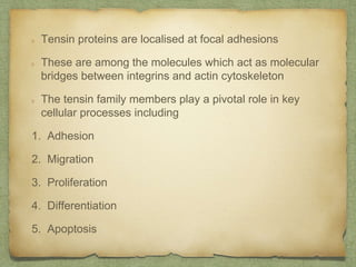 Tensin proteins are localised at focal adhesions
These are among the molecules which act as molecular
bridges between integrins and actin cytoskeleton
The tensin family members play a pivotal role in key
cellular processes including
1. Adhesion
2. Migration
3. Proliferation
4. Differentiation
5. Apoptosis
 