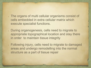 The organs of multi cellular organisms consist of
cells embedded in extra cellular matrix which
execute specialist functions.
During organogenesis, cells need to migrate to
appropriate topographical location and stay there
in order to maintain tissue integrity
Following injury, cells need to migrate to damaged
areas and undergo remodelling into the normal
structure as a part of tissue repair
 
