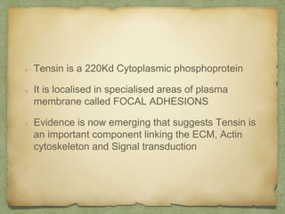 Tensin is a 220Kd Cytoplasmic phosphoprotein
It is localised in specialised areas of plasma
membrane called FOCAL ADHESIONS
Evidence is now emerging that suggests Tensin is
an important component linking the ECM, Actin
cytoskeleton and Signal transduction
 