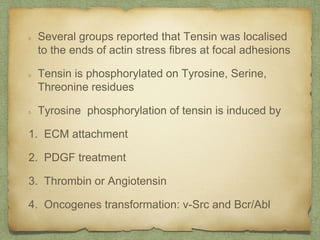 Several groups reported that Tensin was localised
to the ends of actin stress fibres at focal adhesions
Tensin is phosphorylated on Tyrosine, Serine,
Threonine residues
Tyrosine phosphorylation of tensin is induced by
1. ECM attachment
2. PDGF treatment
3. Thrombin or Angiotensin
4. Oncogenes transformation: v-Src and Bcr/Abl
 