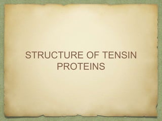 STRUCTURE OF TENSIN
PROTEINS
 