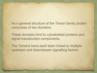 As a general structure of the Tensin family protein
comprises of two domains.
These domains bind to cytoskeletal proteins and
signal transduction components.
The Tensins have each been linked to multiple
upstream and downstream signalling factors
 