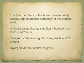 The four members of the human tensin family
display high sequence homology at the protein
level
All four tensins display significant homology at
their C- terminus
Tensins 1-3 have a high homologous N and C
termini
Divergent at their central regions
 
