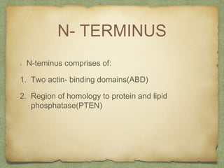 N- TERMINUS
N-teminus comprises of:
1. Two actin- binding domains(ABD)
2. Region of homology to protein and lipid
phosphatase(PTEN)
 