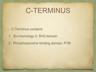 C-TERMINUS
C-Terminus contains
1. Src-homology 2: SH2 domain
2. Phosphotyrosine binding domain: PTB
 