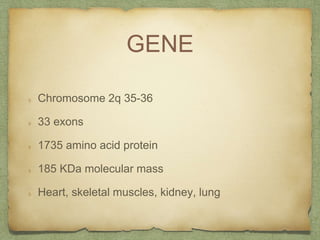GENE
Chromosome 2q 35-36
33 exons
1735 amino acid protein
185 KDa molecular mass
Heart, skeletal muscles, kidney, lung
 