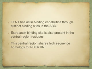 TEN1 has actin binding capabilities through
distinct binding sites in the ABD
Extra actin binding site is also present in the
central region residues
This central region shares high sequence
homology to INSERTIN
 