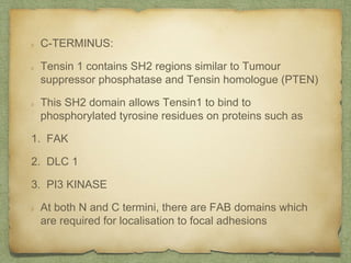 C-TERMINUS:
Tensin 1 contains SH2 regions similar to Tumour
suppressor phosphatase and Tensin homologue (PTEN)
This SH2 domain allows Tensin1 to bind to
phosphorylated tyrosine residues on proteins such as
1. FAK
2. DLC 1
3. PI3 KINASE
At both N and C termini, there are FAB domains which
are required for localisation to focal adhesions
 