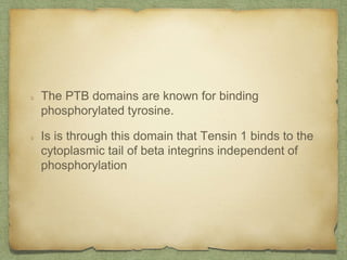 The PTB domains are known for binding
phosphorylated tyrosine.
Is is through this domain that Tensin 1 binds to the
cytoplasmic tail of beta integrins independent of
phosphorylation
 